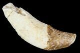 Primitive Whale (Basilosaur) Tooth - Dakhla, Morocco #106322-1